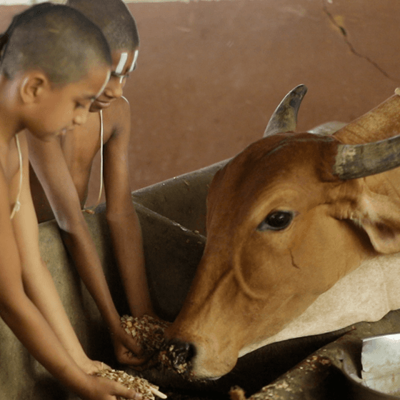 godanam3