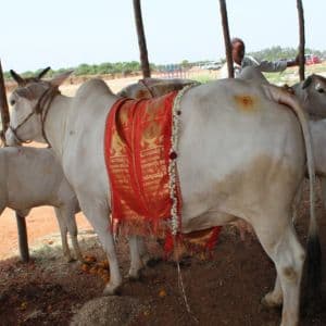 gosala GoDanam