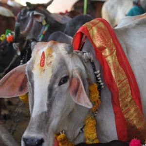 gosala GoPuja