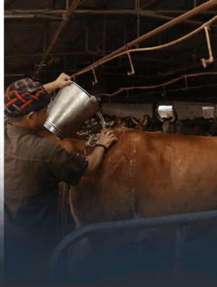 Friday Cow Bath — goseva ritual at JIVA Gosala
