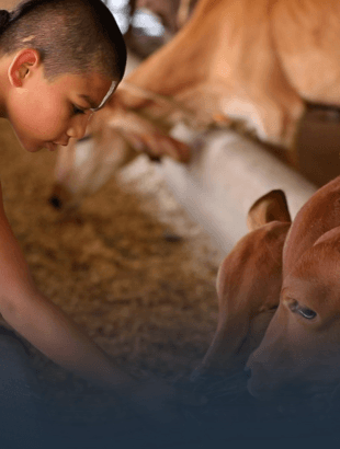 Gograssam — goseva ritual at JIVA Gosala