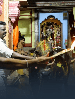 Gopooja — goseva ritual at JIVA Gosala