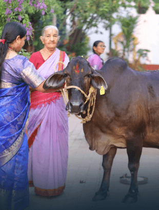 Gopradikshana — goseva ritual at JIVA Gosala