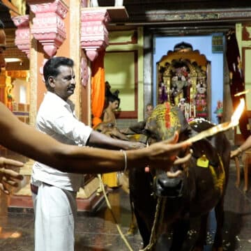Gopuja — formal worship of a cow honored as Surabhi-svarupa.