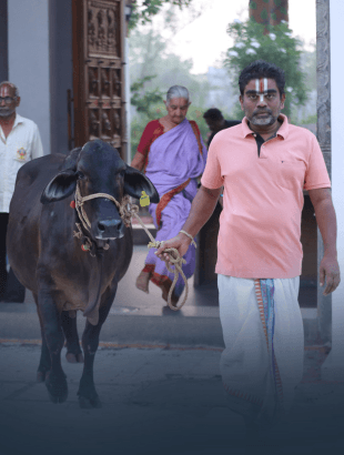 Grihapravesham — goseva ritual at JIVA Gosala