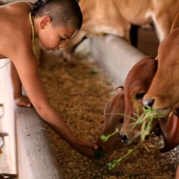 Mother cows and calves in daily life at the gosala.