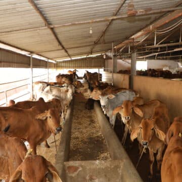 Cows of the gosala gathered for morning feeding.
