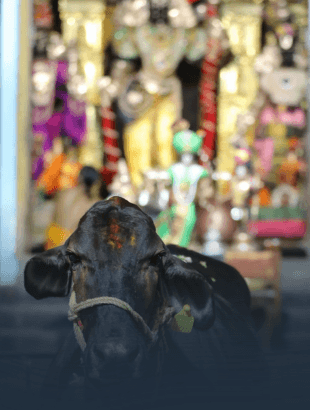 Nine indigenous Indian cattle breeds protected at JIVA Gosala.