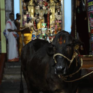 Vishwaroopa Darshanam — goseva ritual at JIVA Gosala